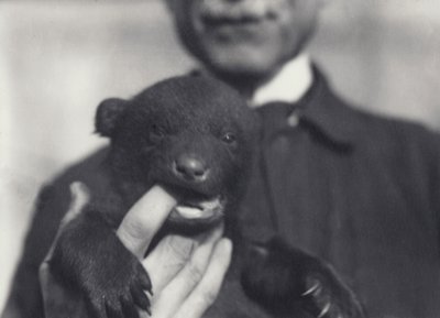 Braun x Schwarzbärenjunges im Alter von 6 Wochen, das am Finger des Pflegers kaut, der es hält, im Londoner Zoo, Februar 1920 von Frederick William Bond